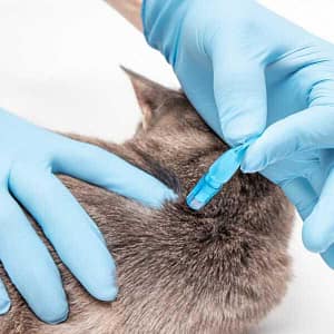 STRONGHOLD plus Maroc pour chat