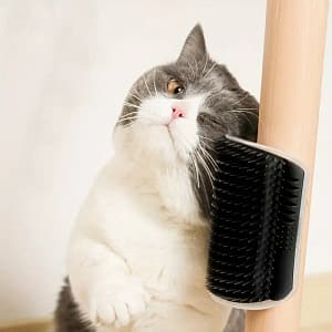 Auto Toiletteur pour Chat