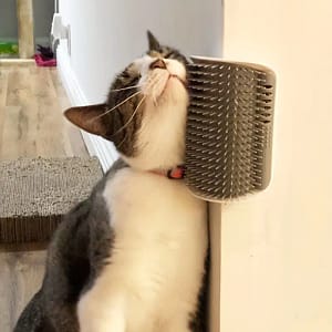 Auto Toiletteur pour Chat