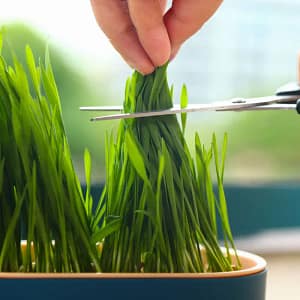 Bac à Herbe pour Chat
