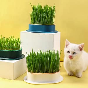 Bac à Herbe pour Chat