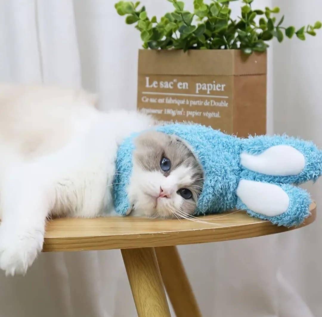 Chapeau avec oreilles de lapin pour animaux