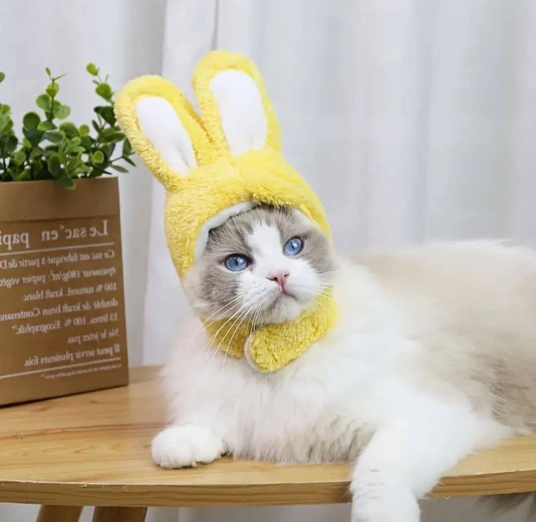 Chapeau avec oreilles de lapin pour animaux