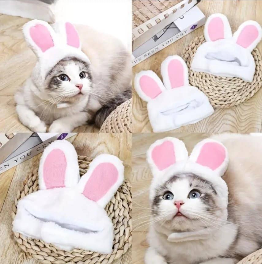 Chapeau avec oreilles de lapin pour animaux